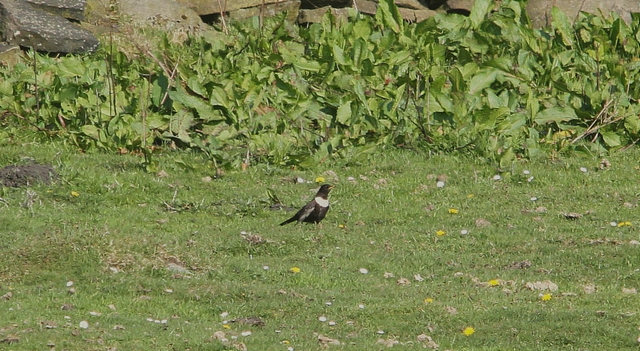 Ring Ouzel
