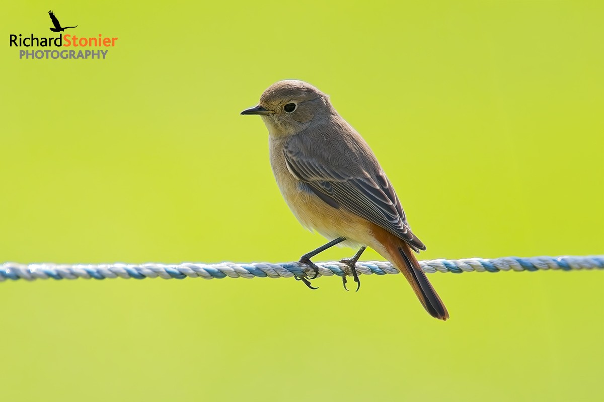 Redstart