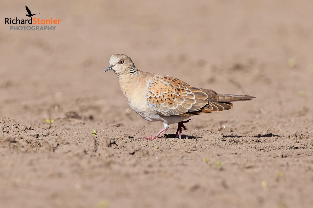 Turtle Dove