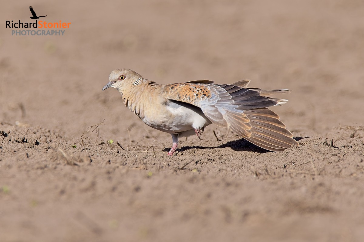 Turtle Dove