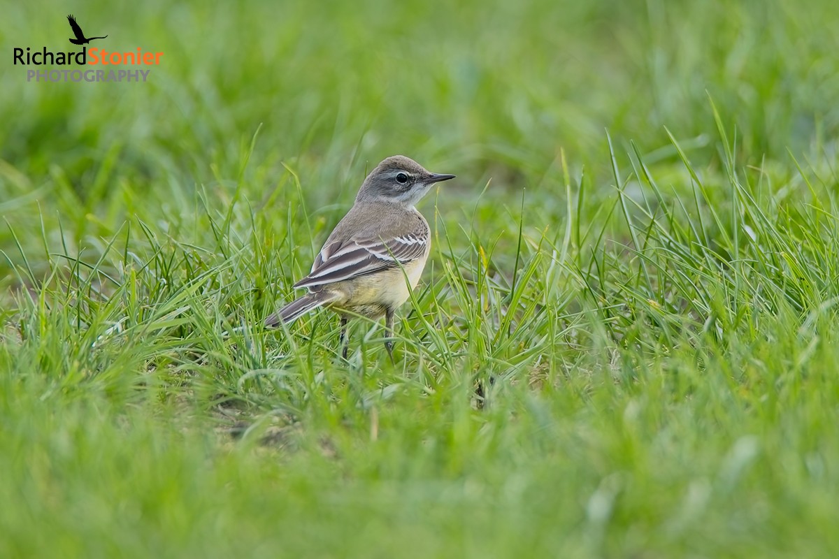 Yellow Wagtail