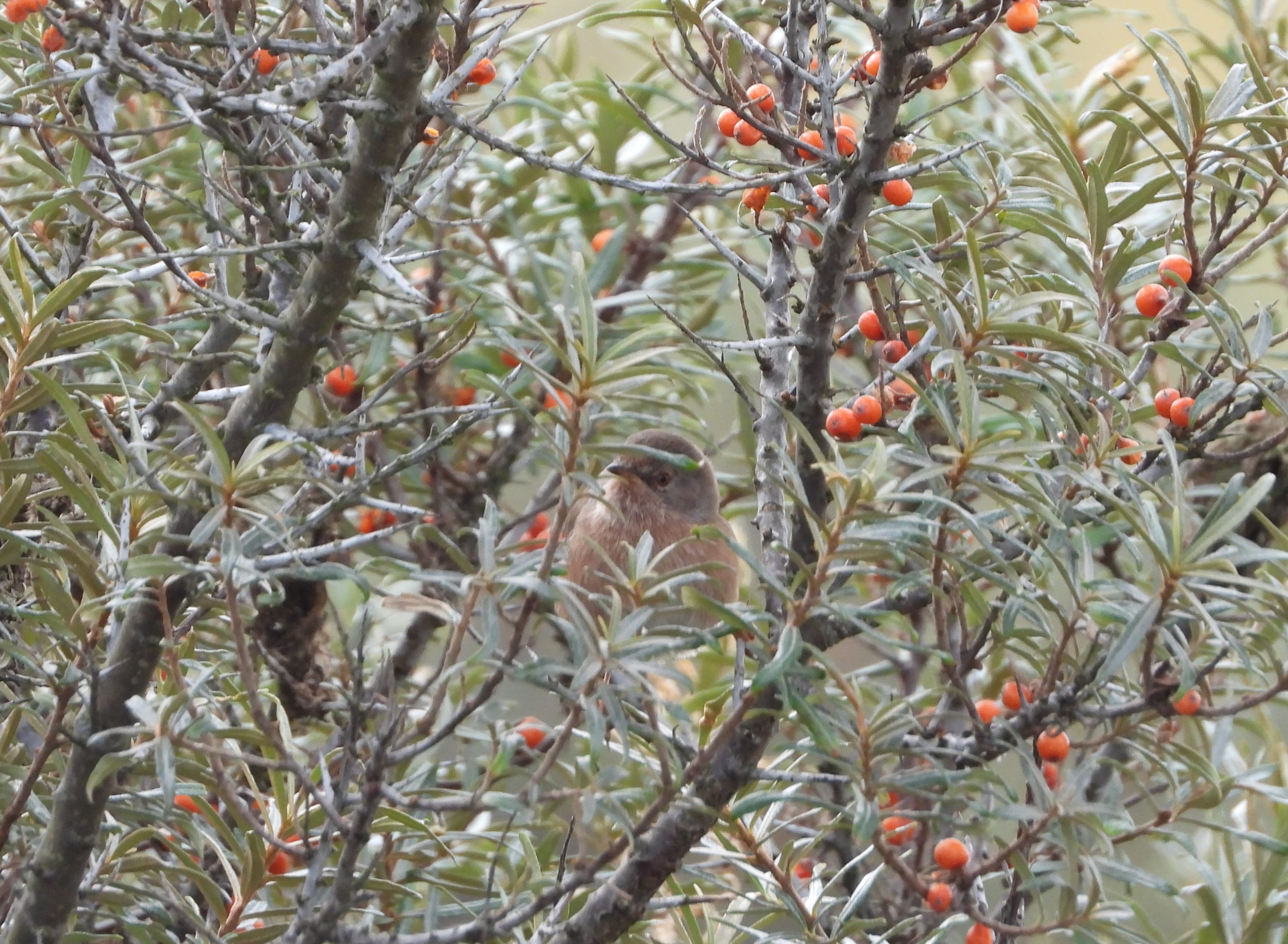 Dartford Warbler