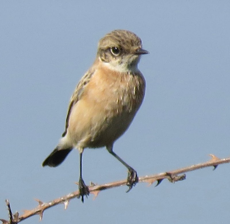 Western Siberian Stonechat