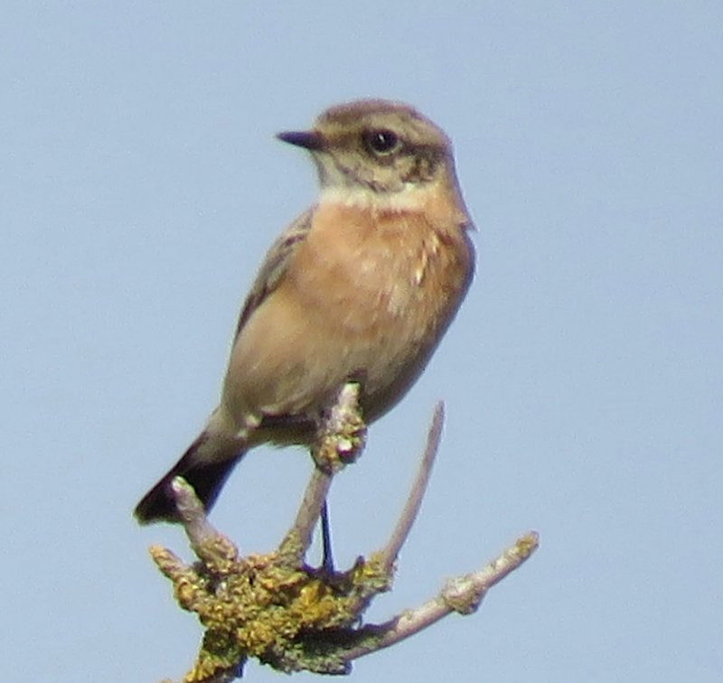 Western Siberian Stonechat