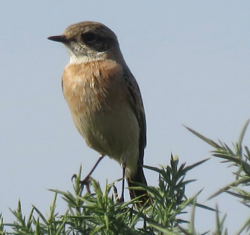 Western Siberian Stonechat