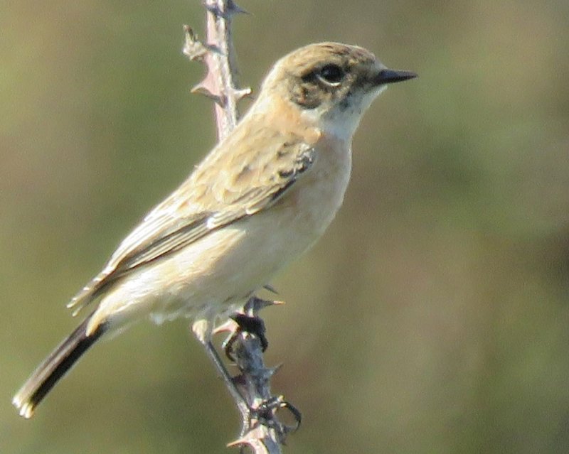 Western Siberian Stonechat