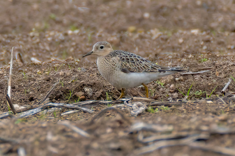 Buff-breasted Sandpiper