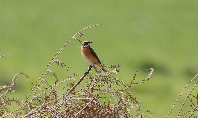 Whinchat