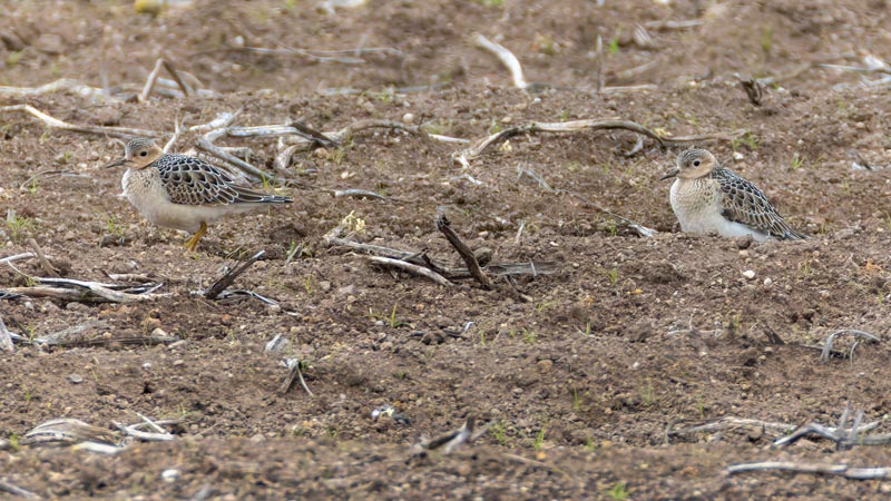 Buff-breasted Sandpipers