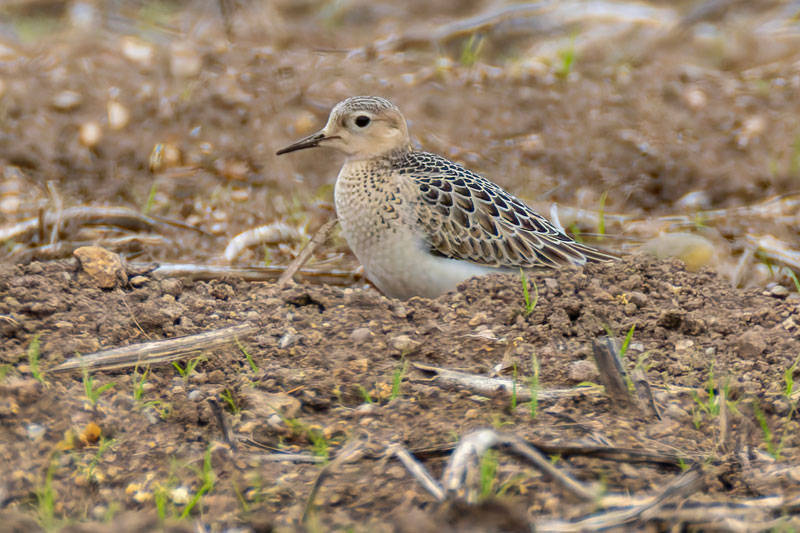 Buff-breasted Sandpiper
