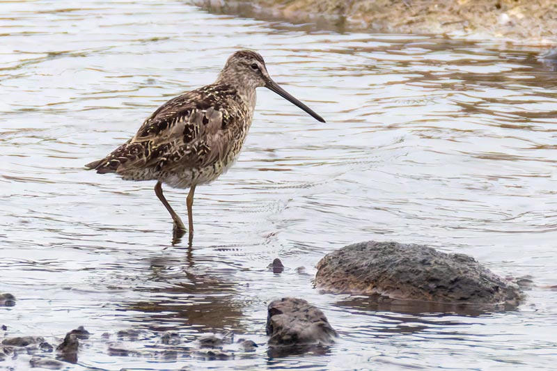Record shot of the Short-billed Dowitcher