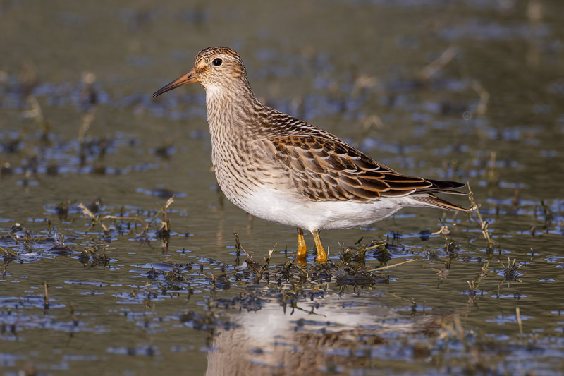 Pectoral Sandpiper