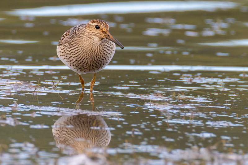 Pectoral Sandpiper