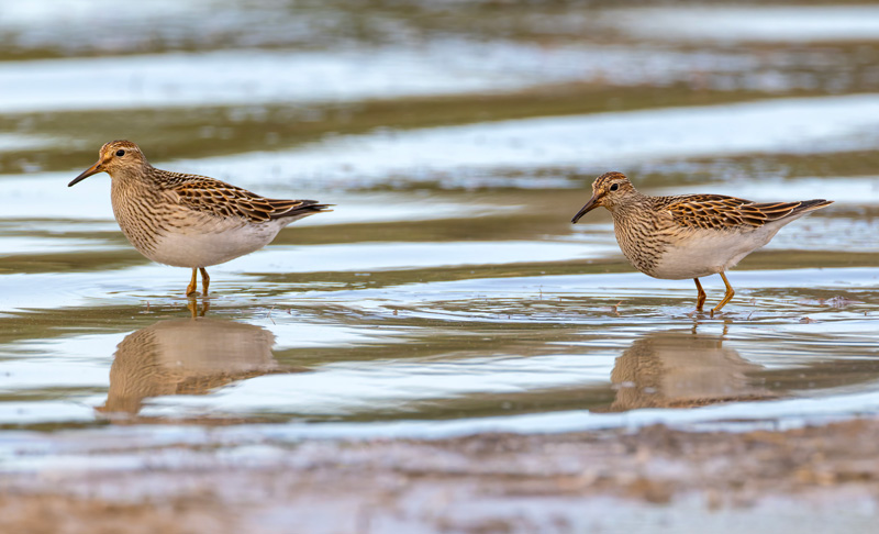 Pectoral Sandpipers