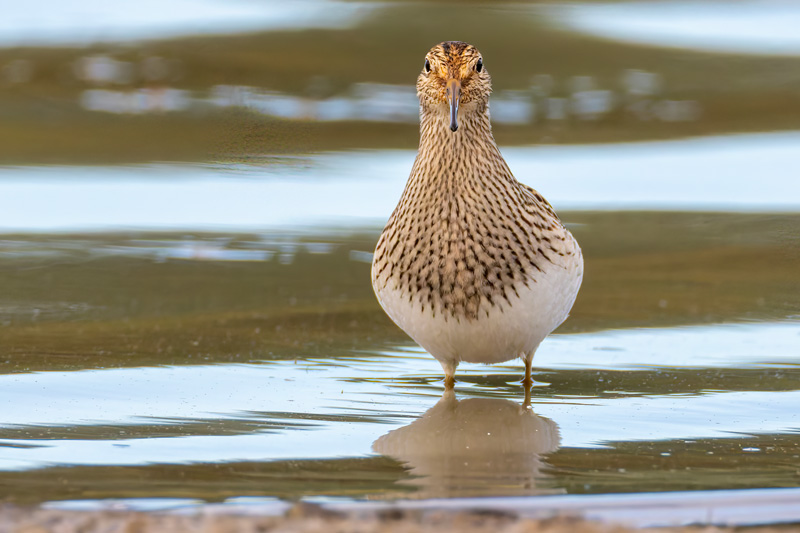 Pectoral Sandpiper