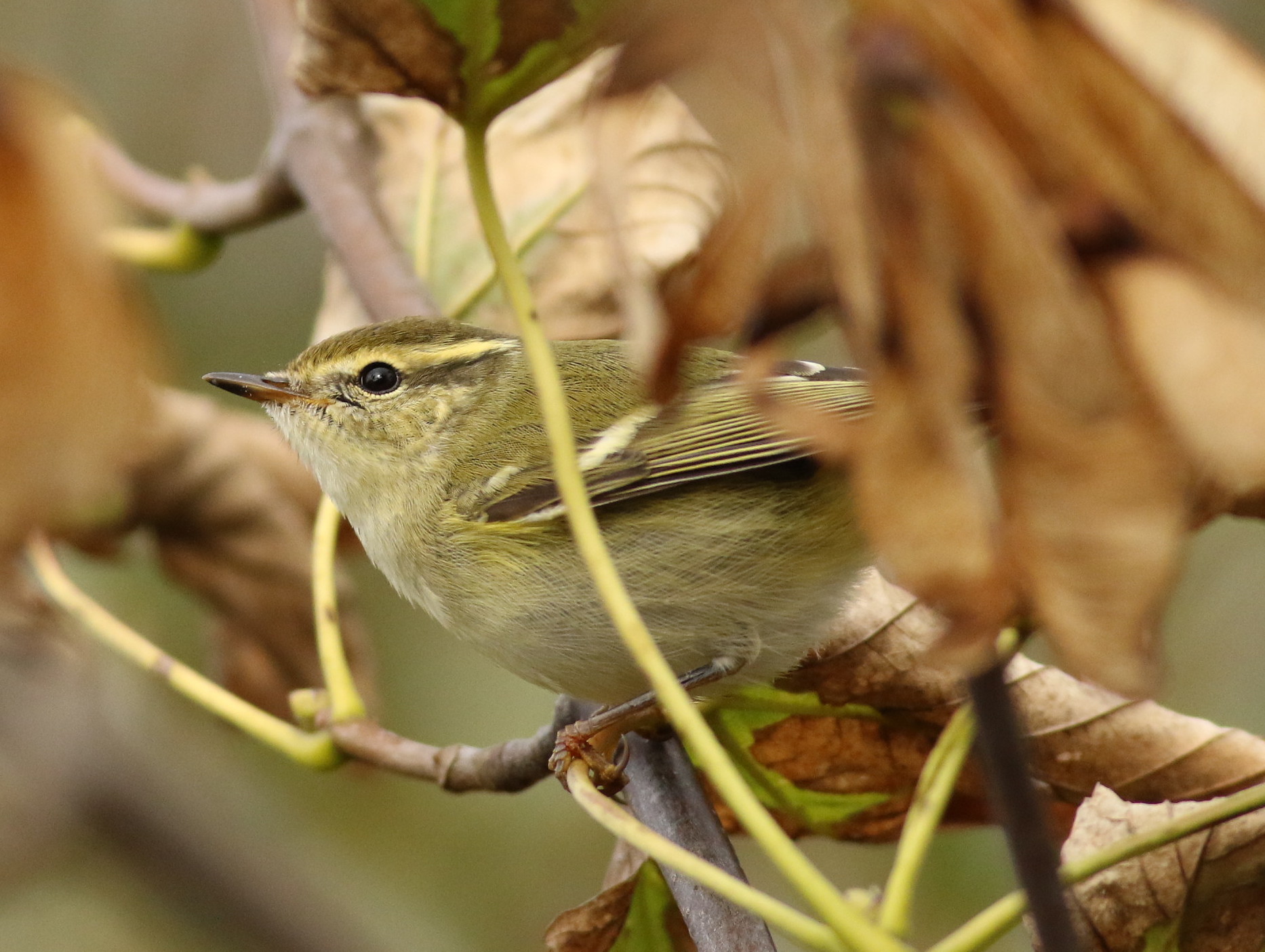 Yellow-browed Warbler
