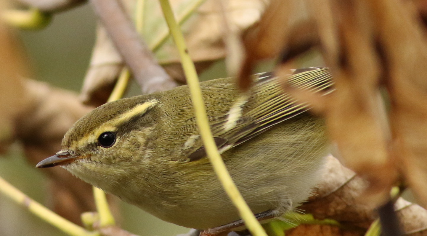 Yellow-browed Warbler