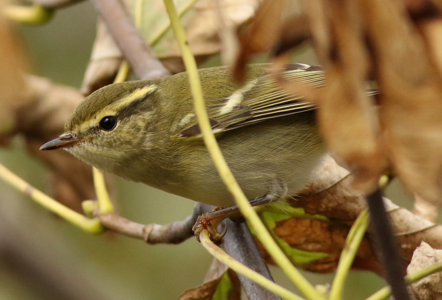 Yellow-browed Warbler