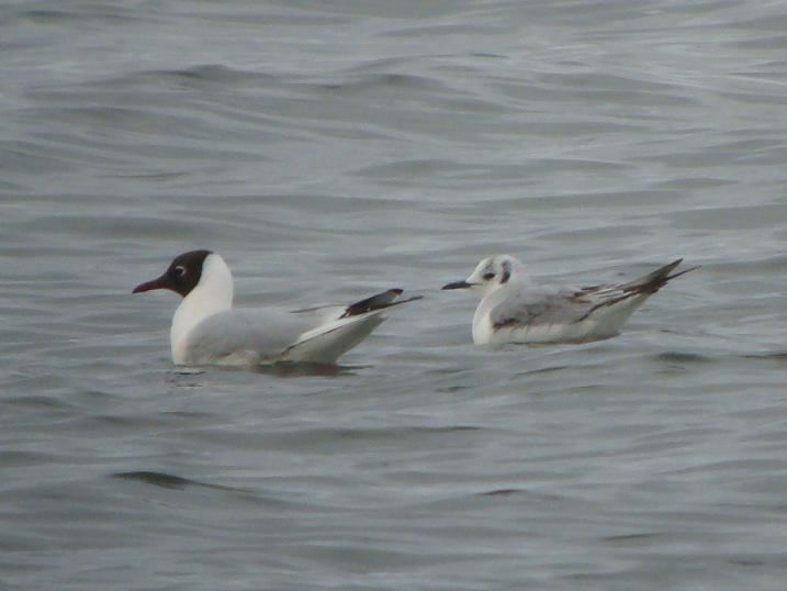 Bonaparte's Gull