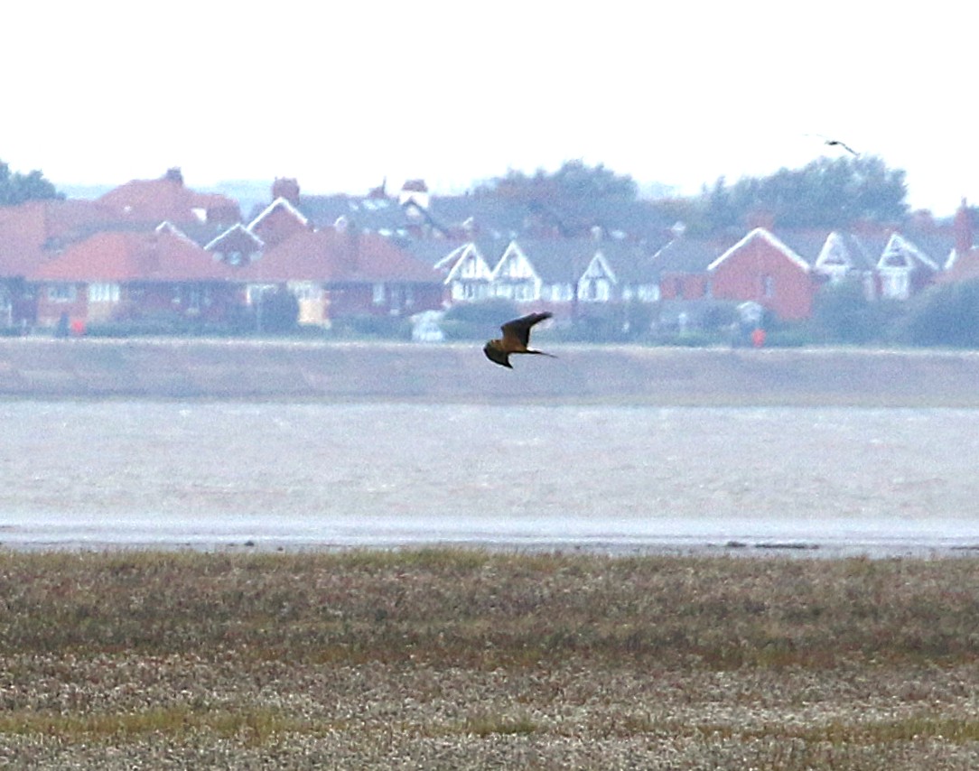 Pallid Harrier