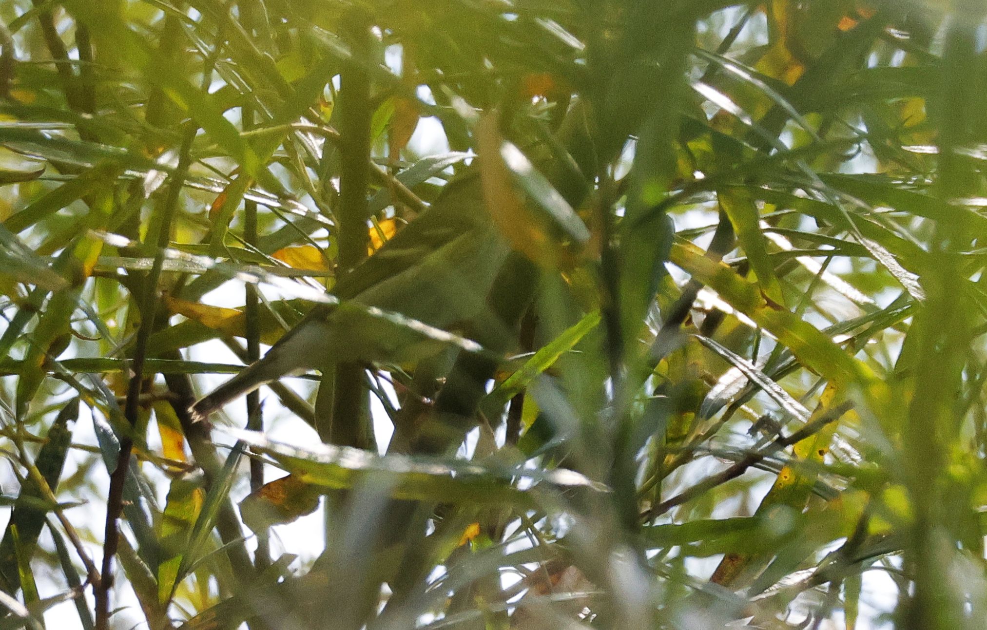 Yellow-browed Warbler