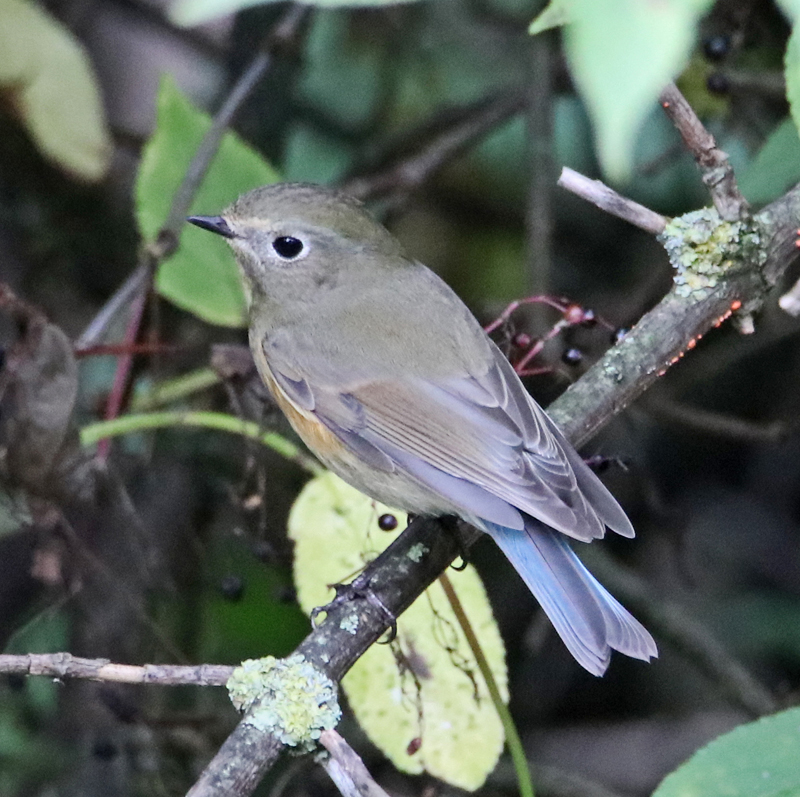 Red-flanked Bluetail