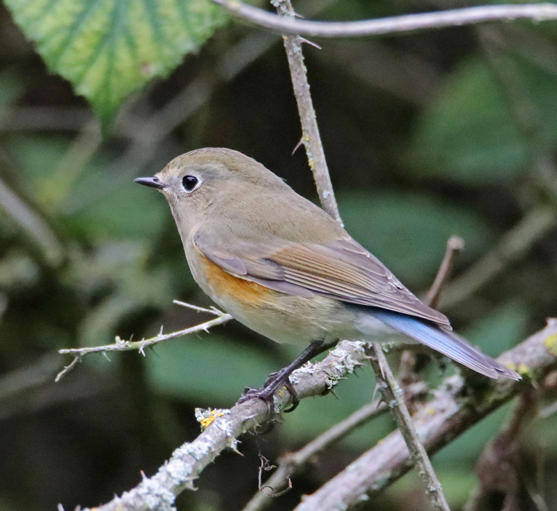 Red-flanked Bluetail