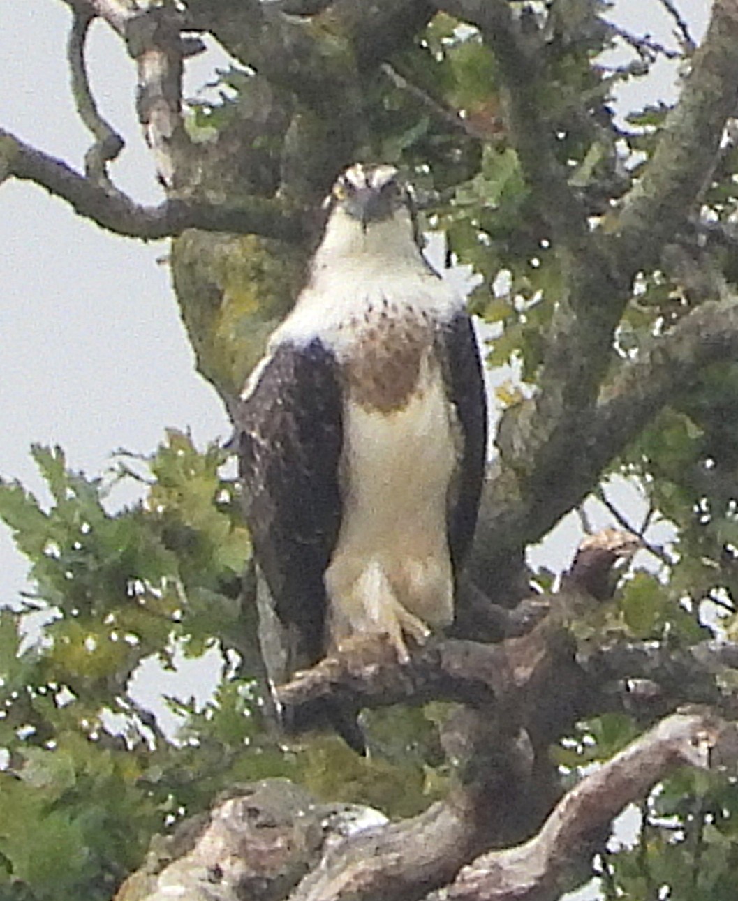 osprey