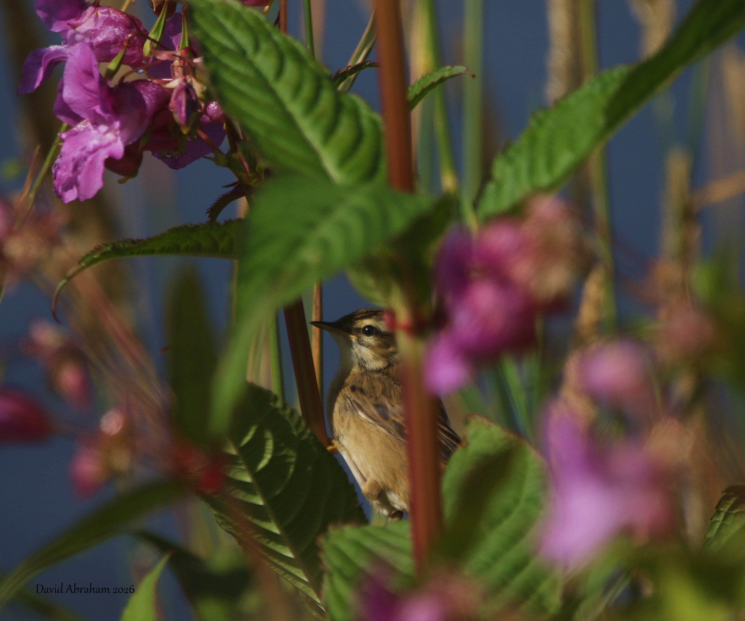 Sedge Warbler
