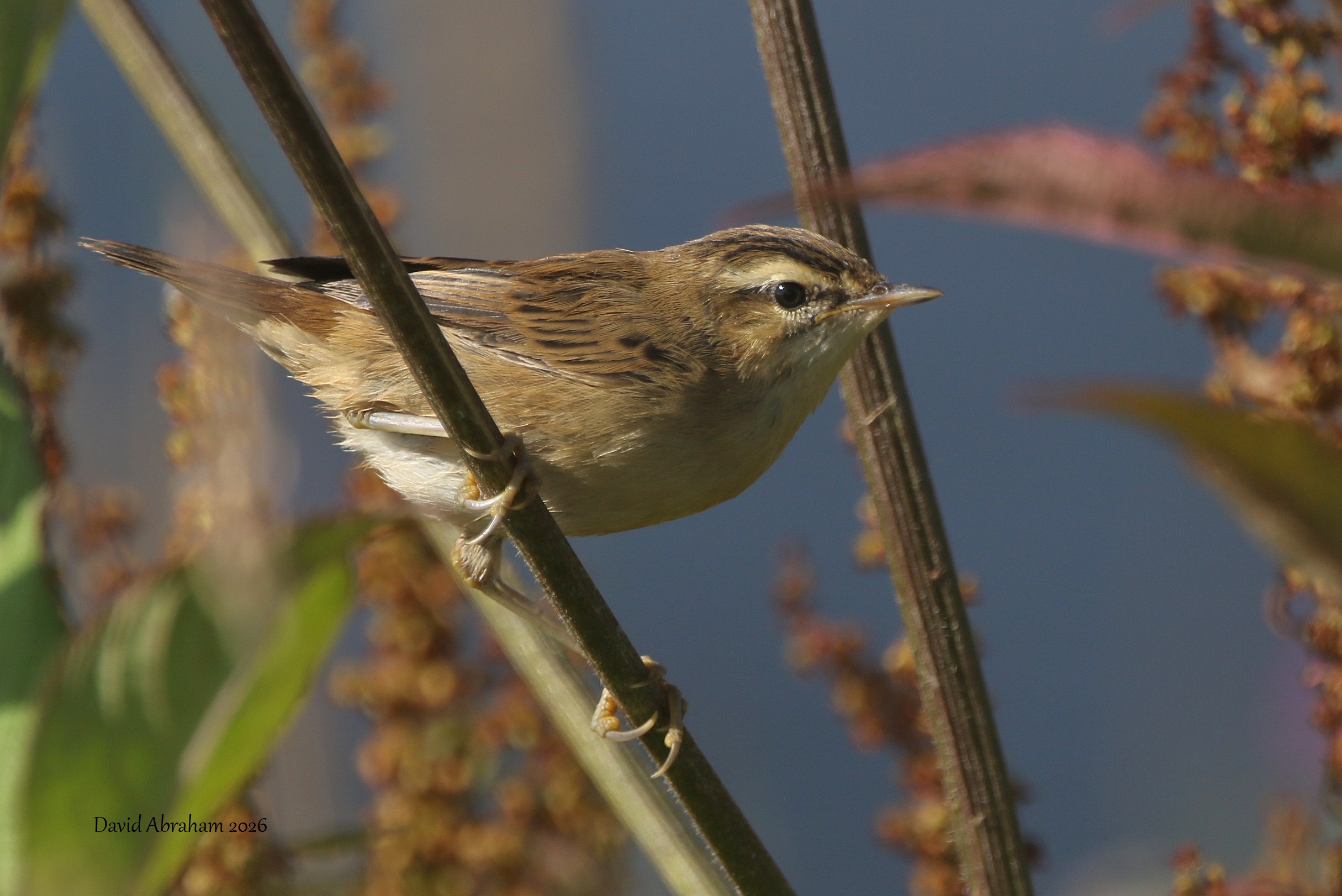 Sedge Warbler 