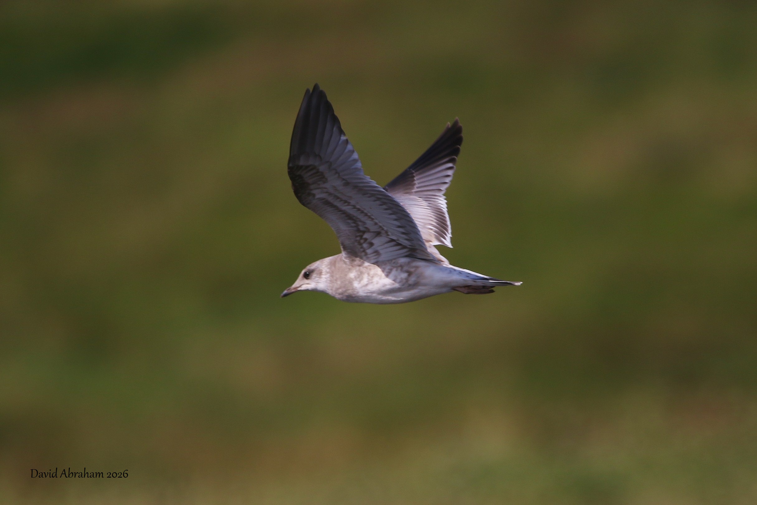 Common Gull