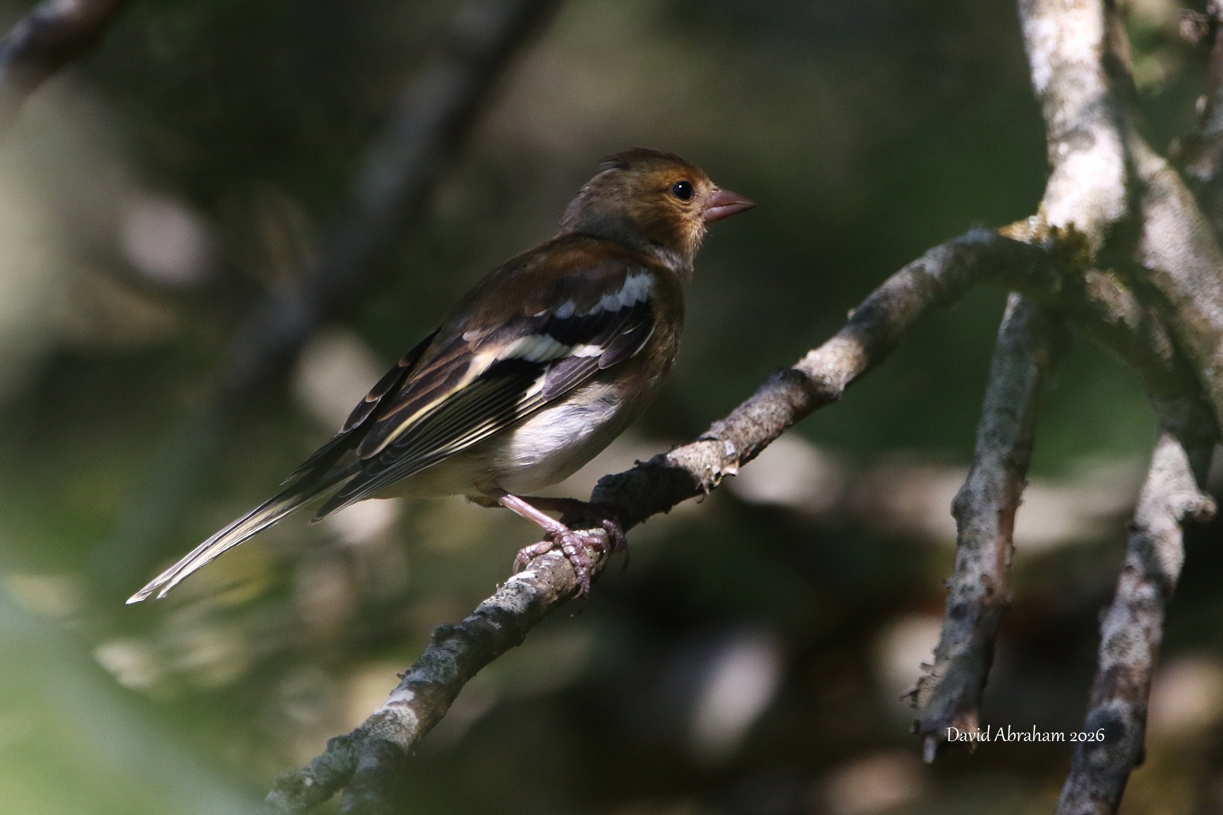 Chaffinch
