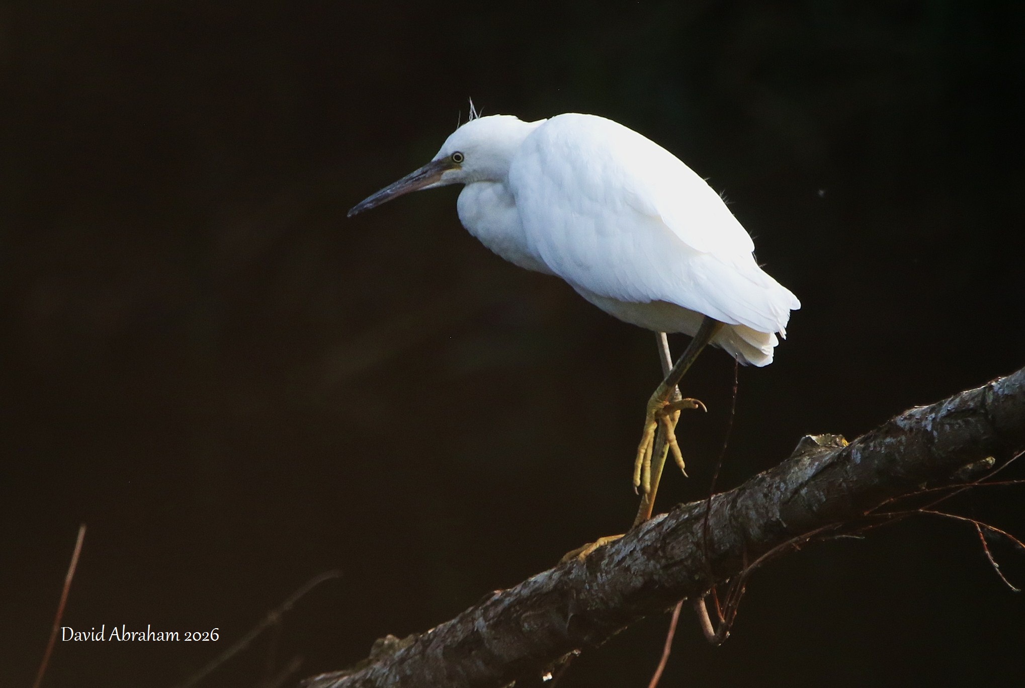 Litte Egret 
