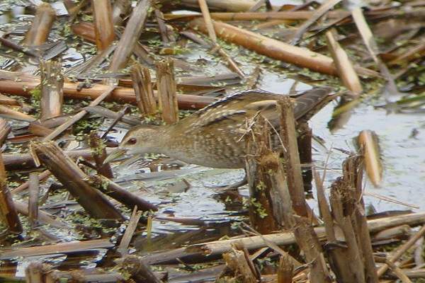 Little Crake