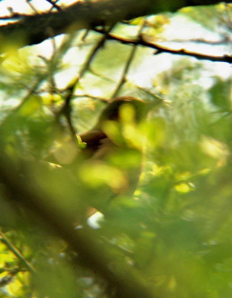 Nightingale