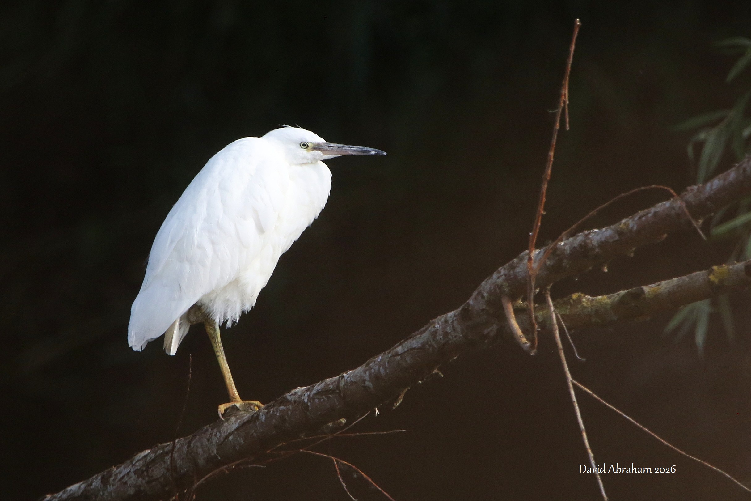 Little Egret 