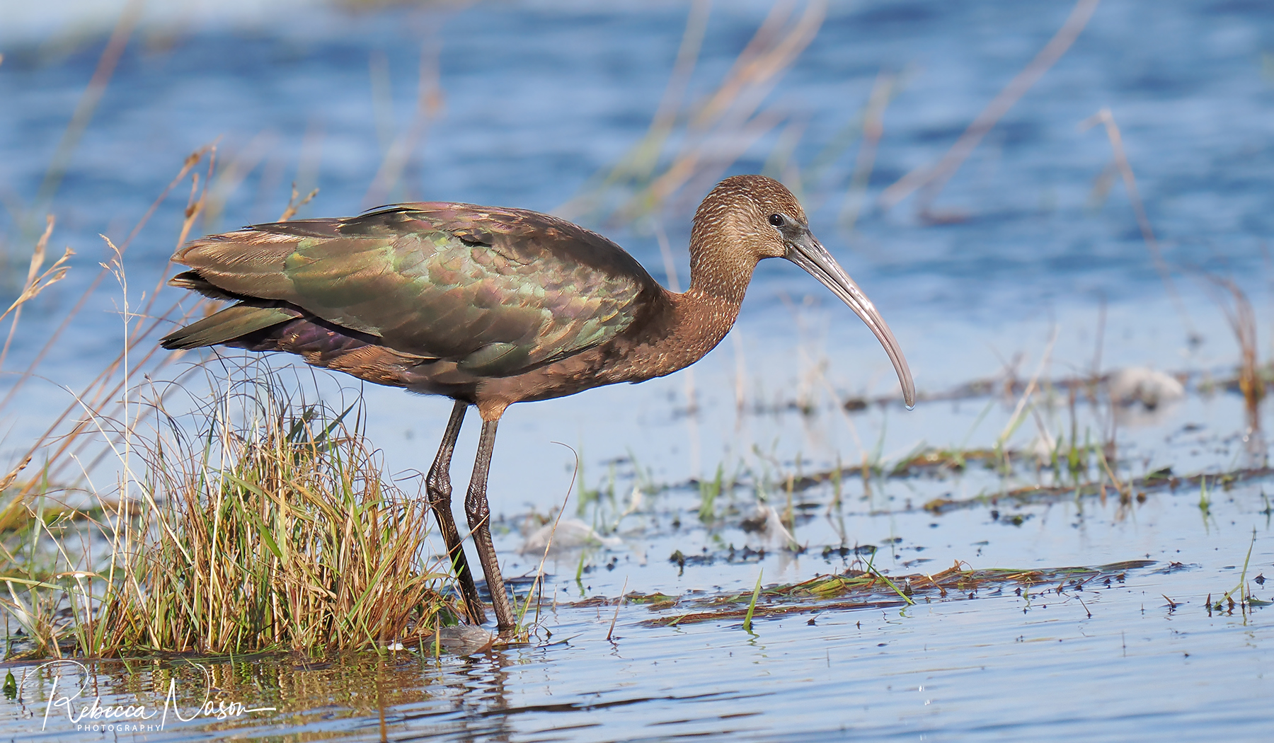 Glossy Ibis