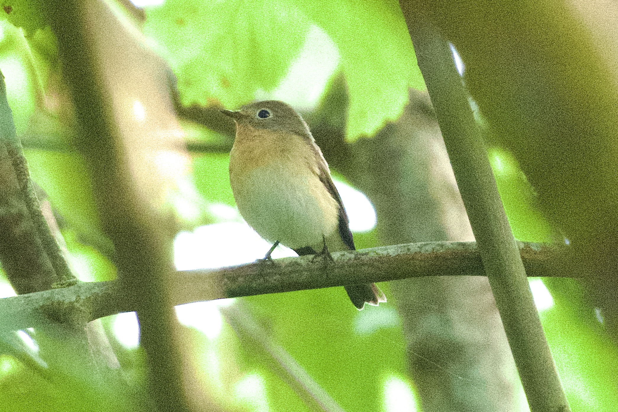 Red-breasted Flycatcher