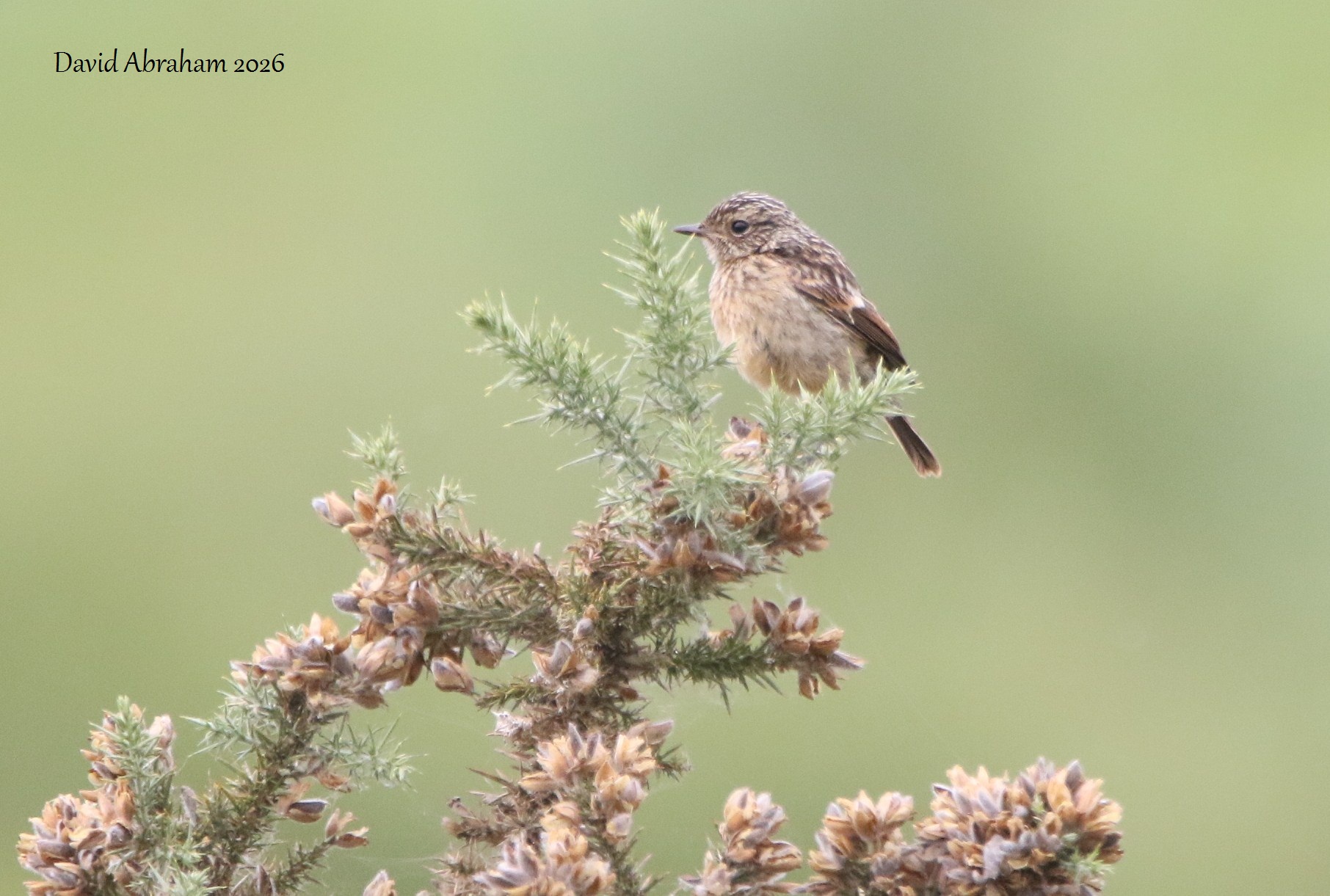 Stonechat 