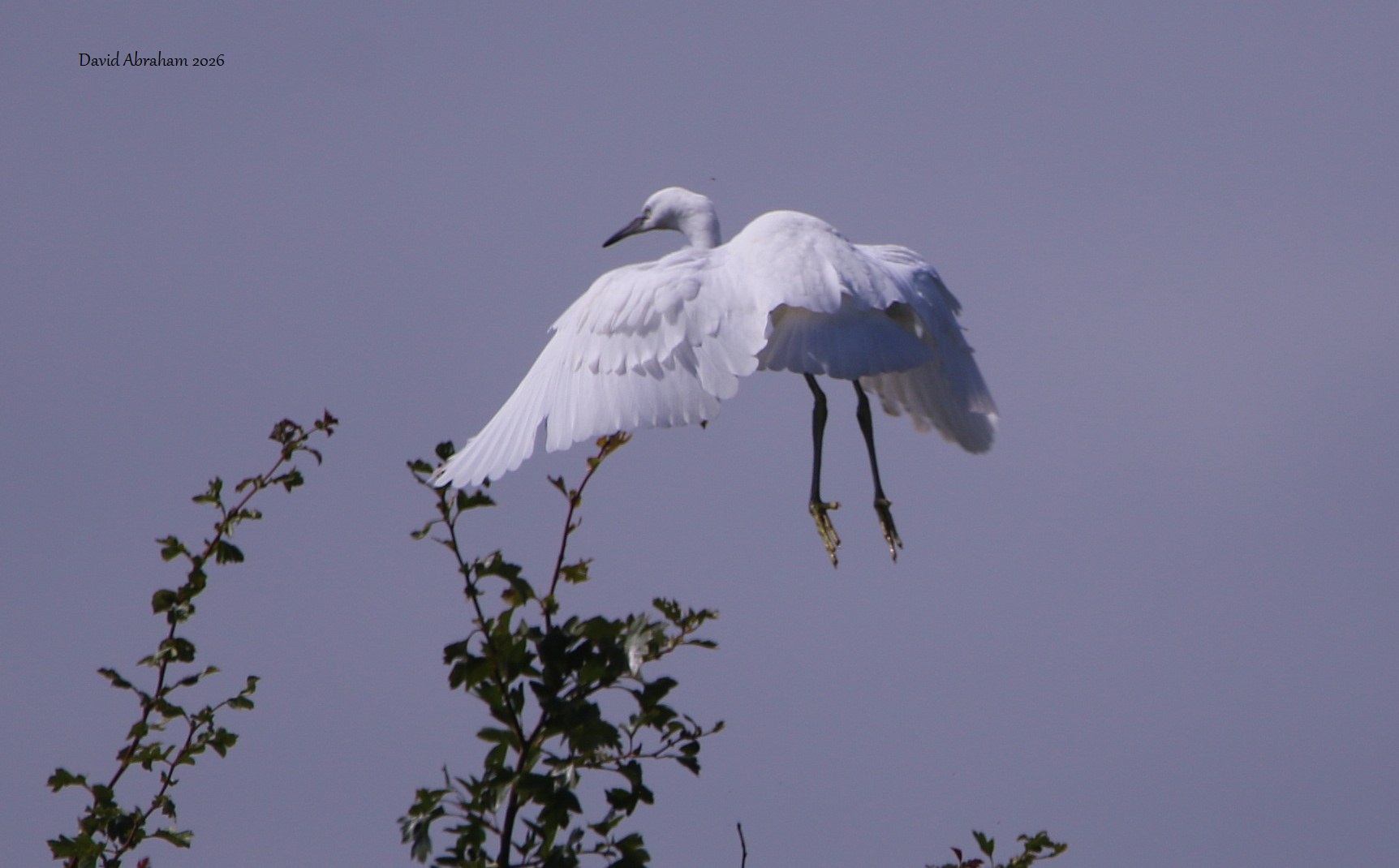 Little Egret 