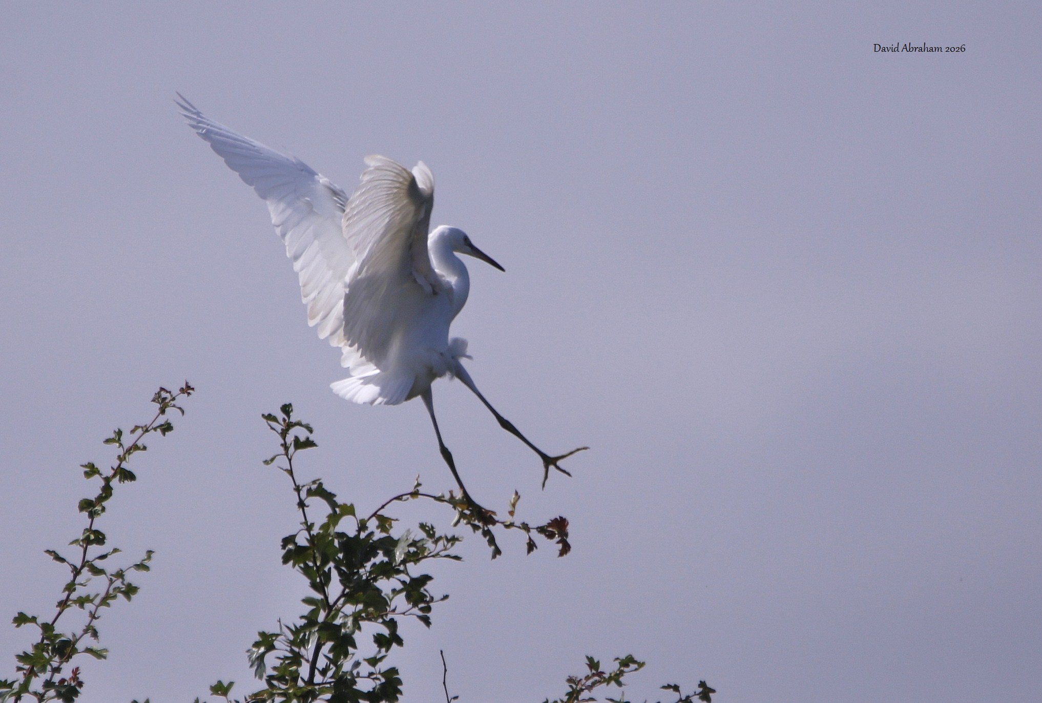 Little Egret 