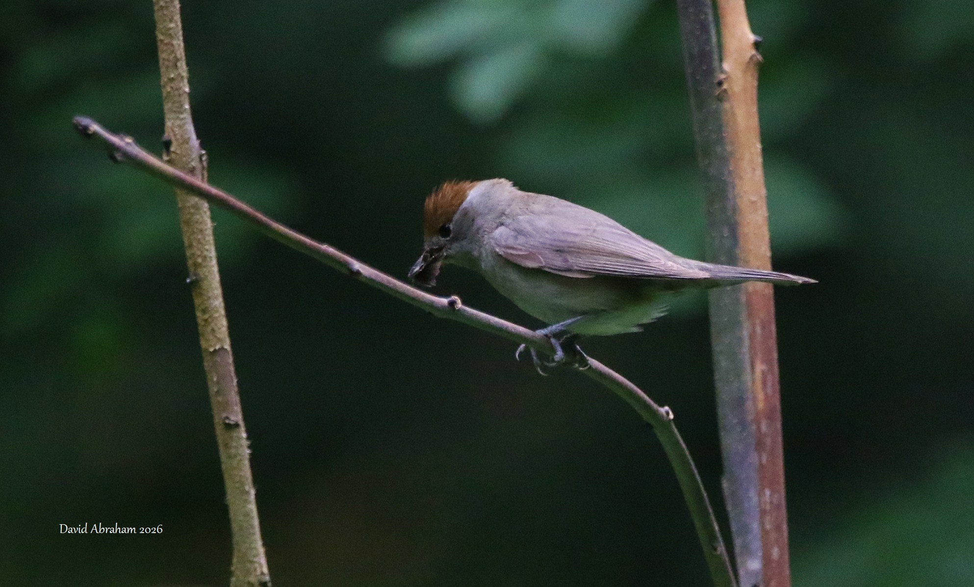 Blackcap 