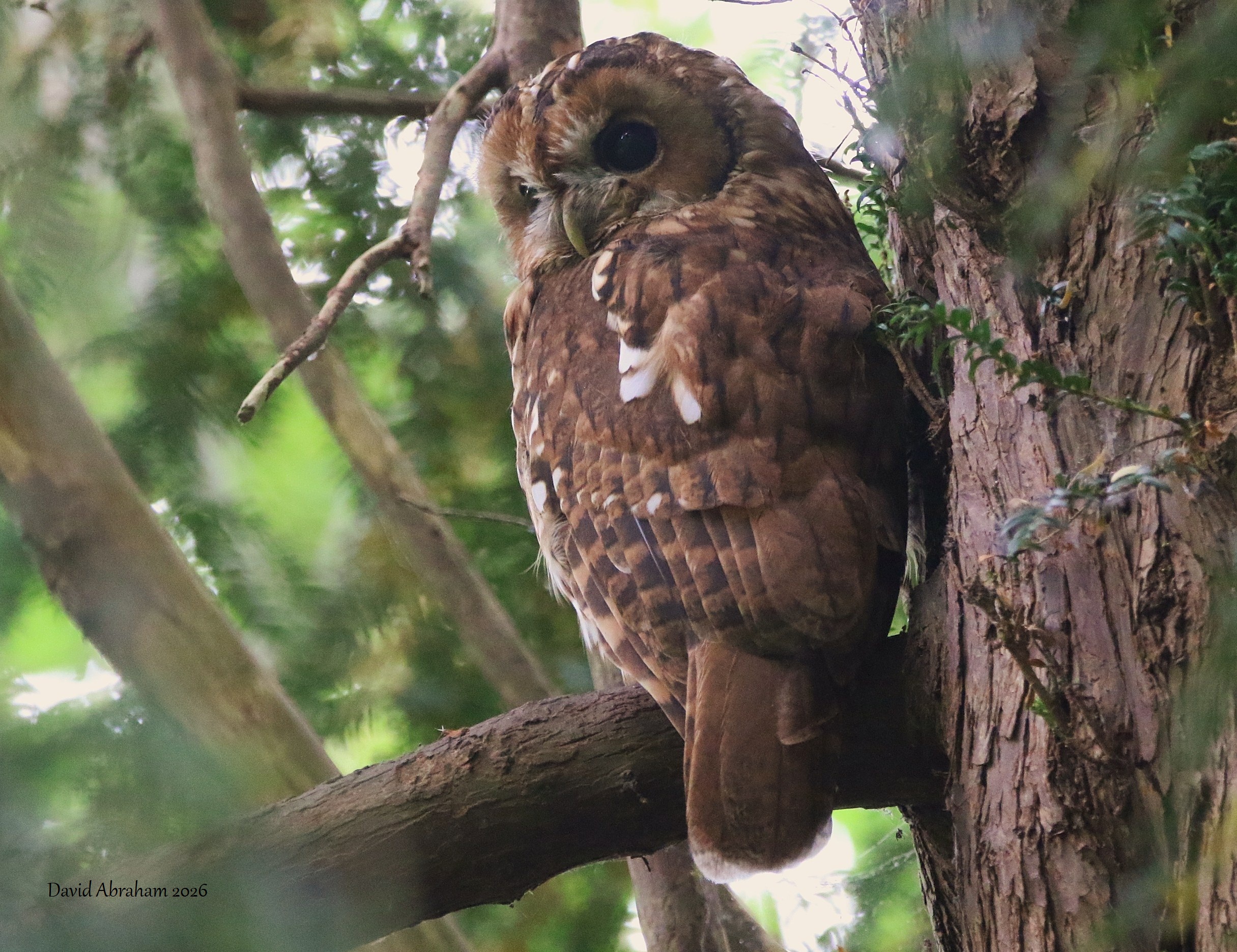 Tawny Owl 