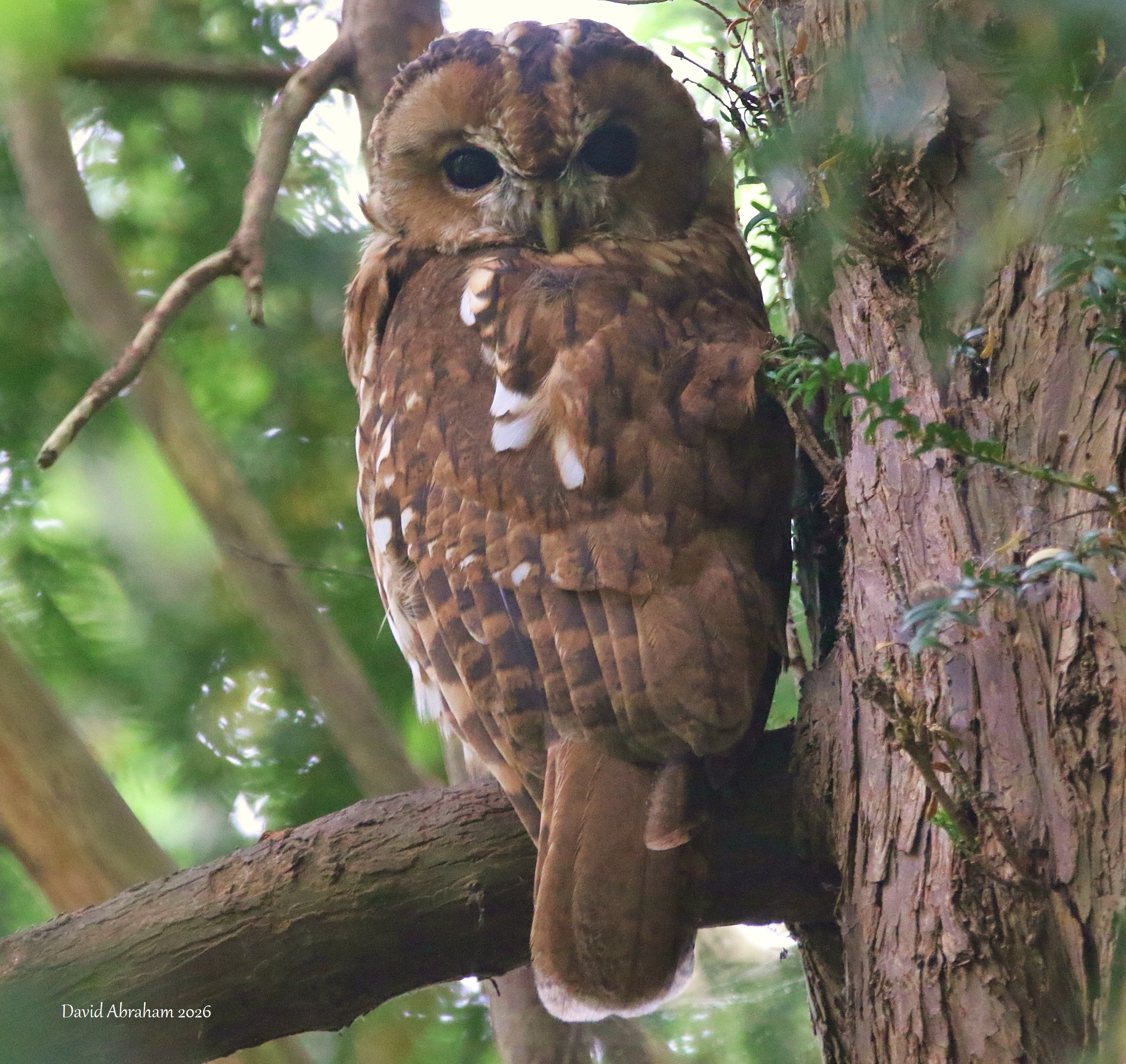Tawny Owl 