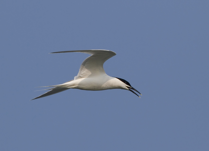 Sandwich Tern