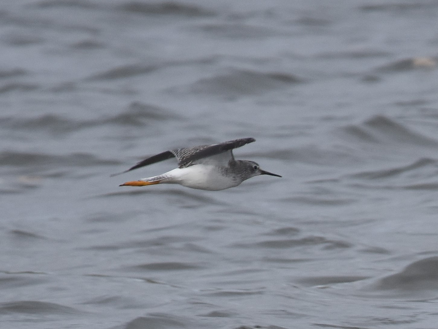 Lesser Yellowlegs