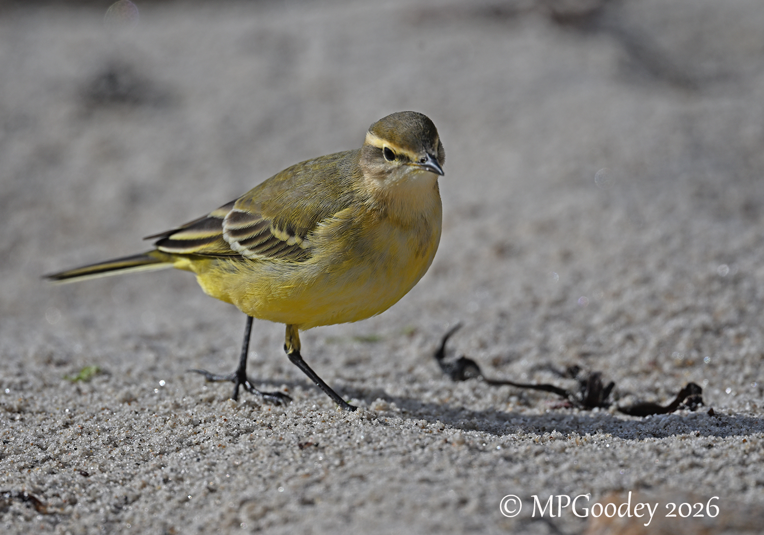 Yellow Wagtail
