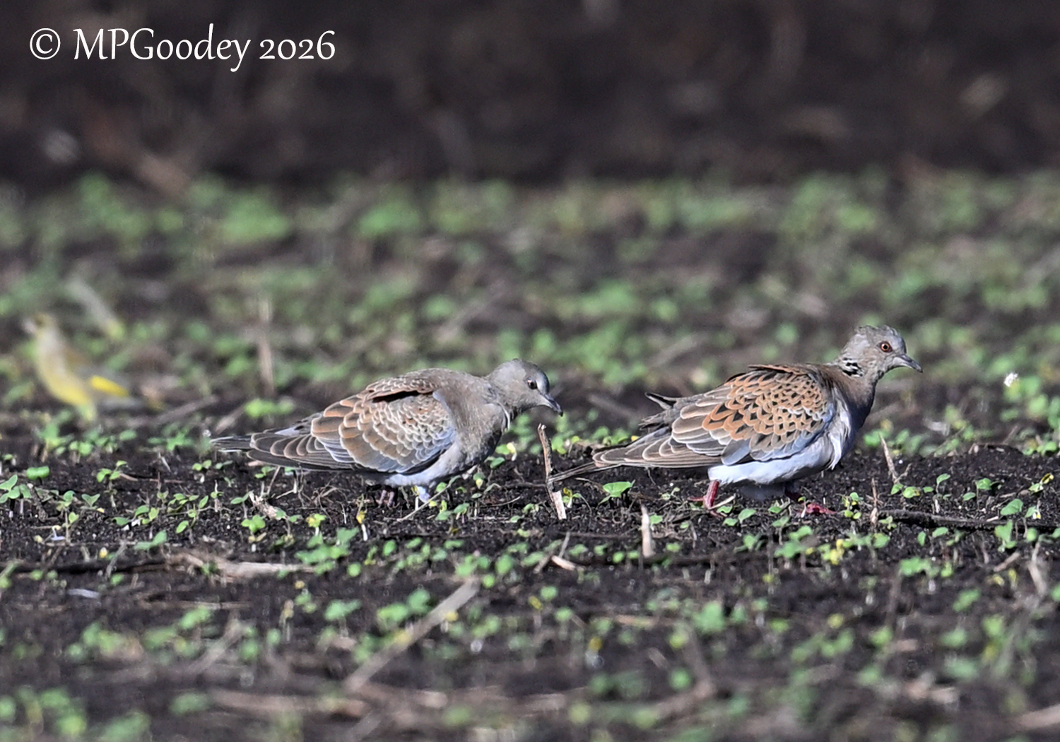 Turtle Dove