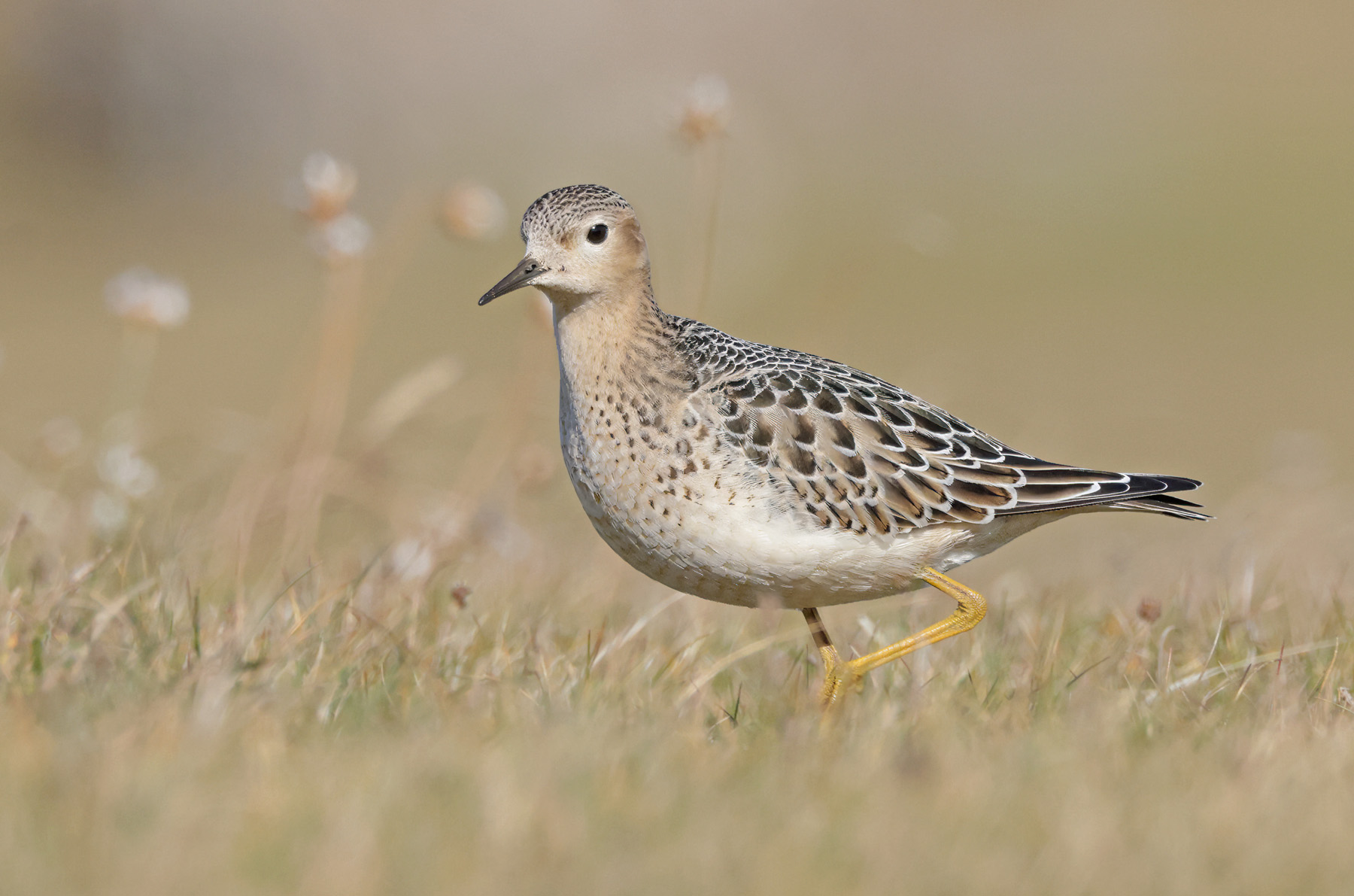 Buff-breasted Sandpiper