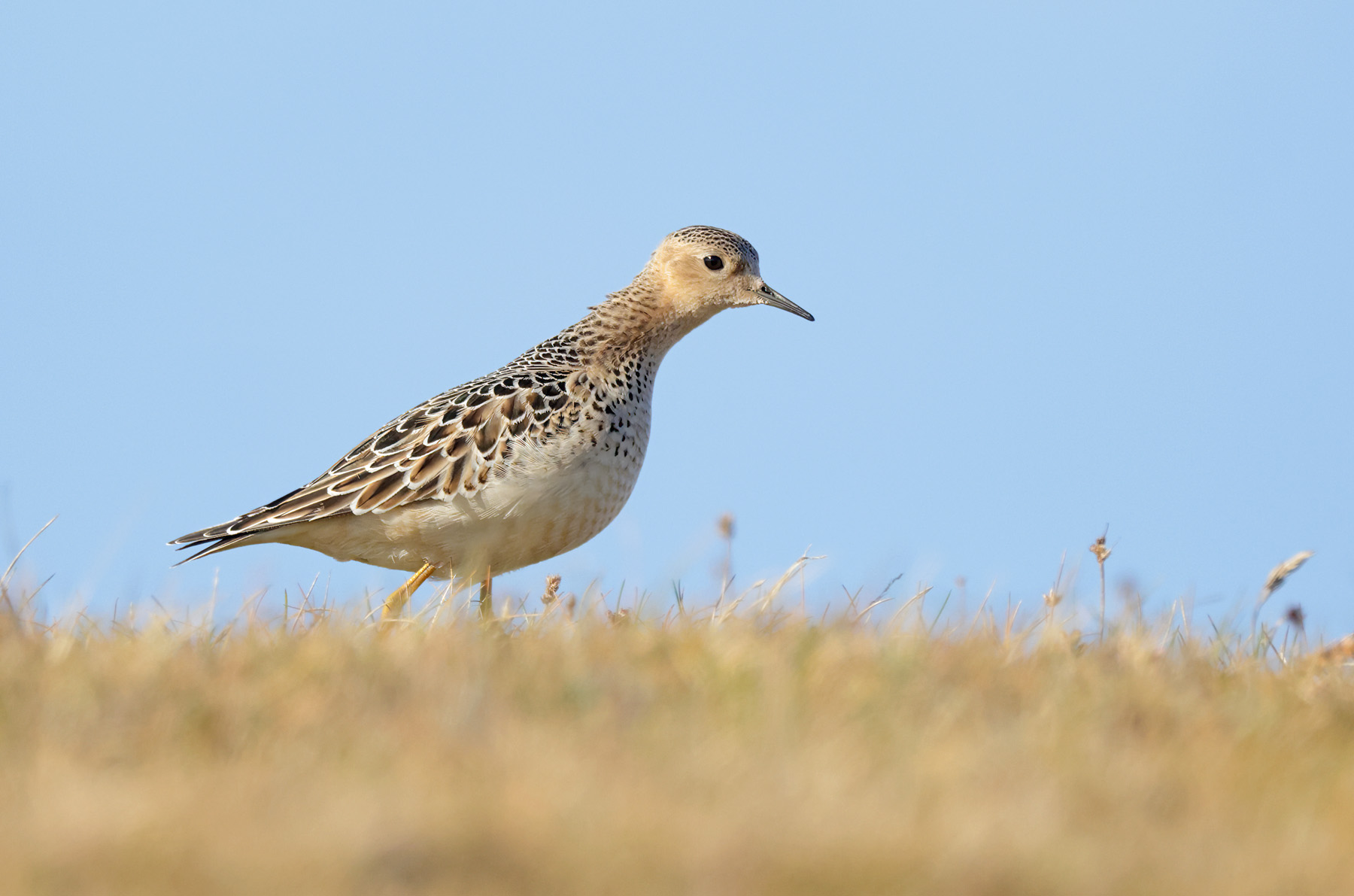 Buff-breasted Sandpiper